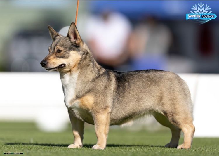 LuHund Swedish Vallhunds