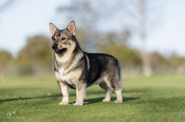 LuHund Swedish Vallhunds