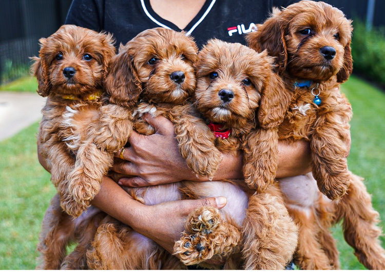 Pawesome Cavoodles SA