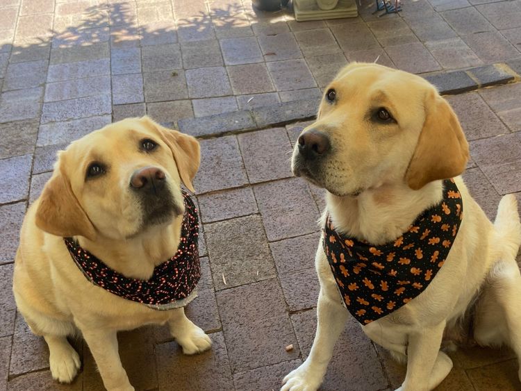 CATWG Labrador