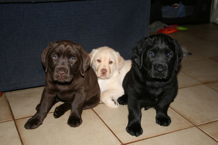 CATWG Labrador