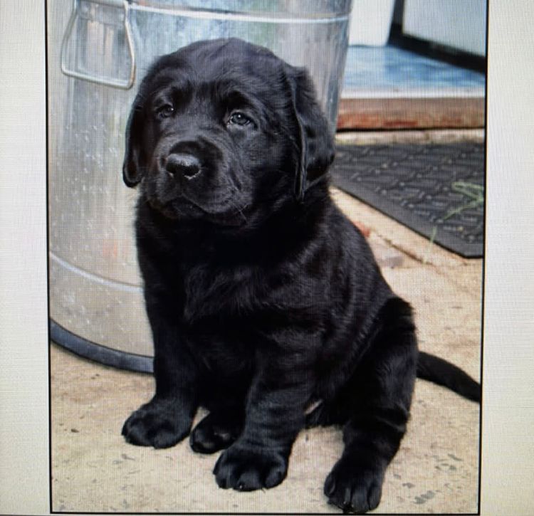 CATWG Labrador
