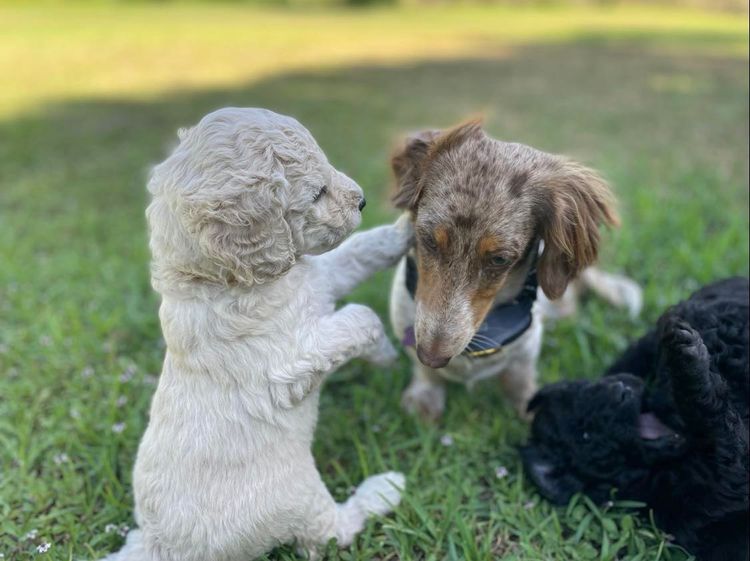 Zeni Stud Poodles