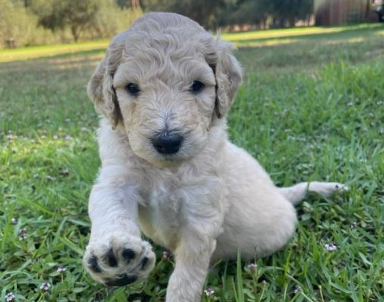 Zeni Stud Poodles