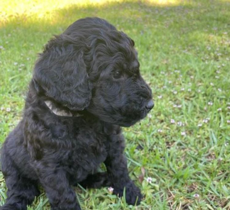 Zeni Stud Poodles