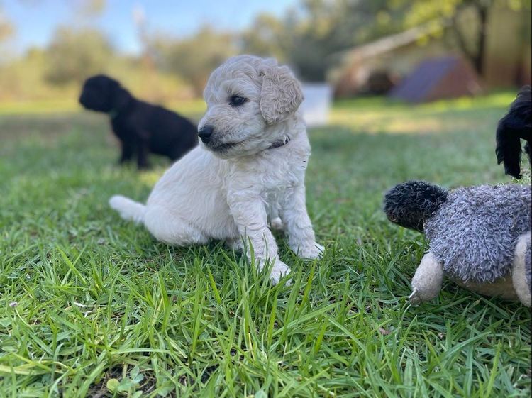 Zeni Stud Poodles