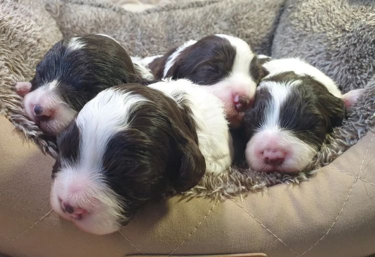 Memrabull Theodores & Cavoodles