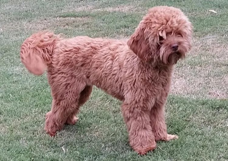 Memrabull Theodores & Cavoodles