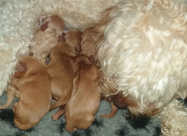 Memrabull Theodores & Cavoodles