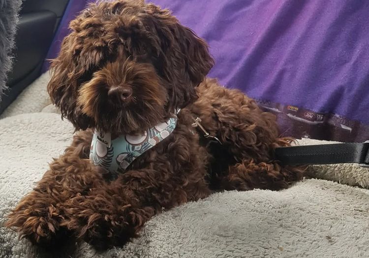 Memrabull Theodores & Cavoodles