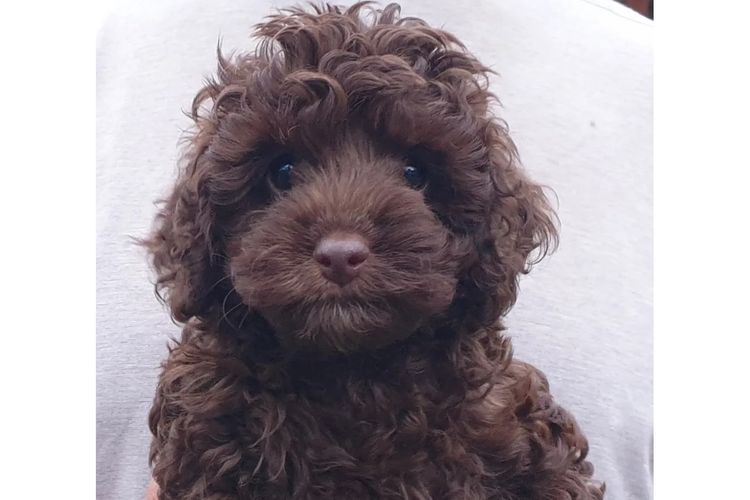 Memrabull Theodores & Cavoodles