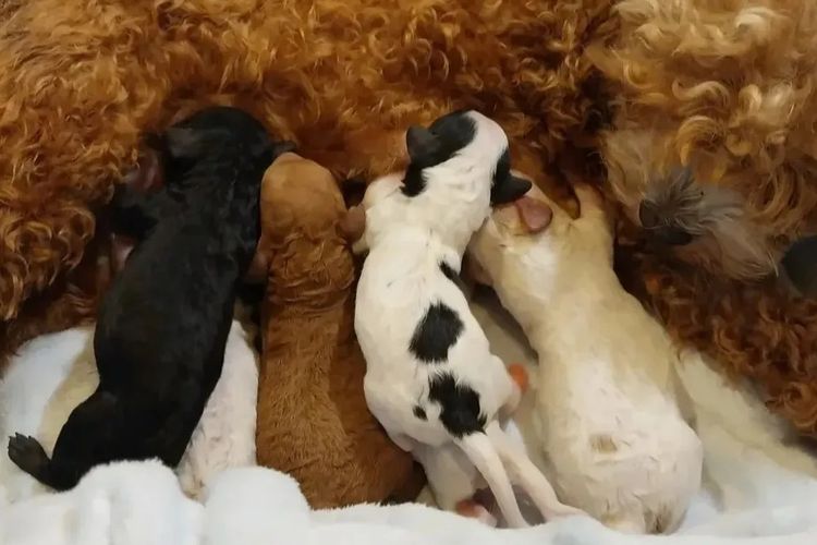Memrabull Theodores & Cavoodles