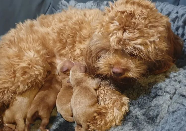 Memrabull Theodores & Cavoodles