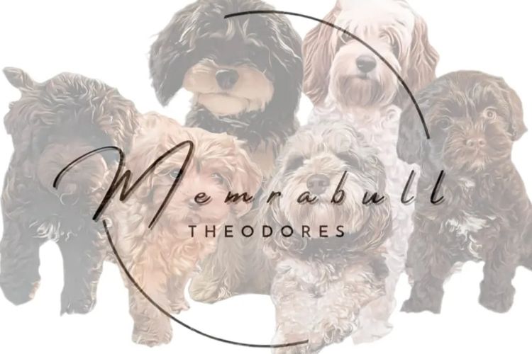Memrabull Theodores & Cavoodles