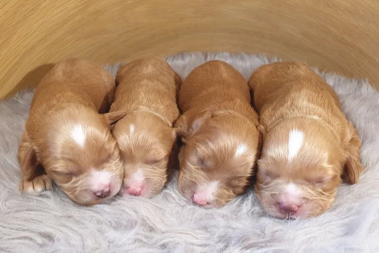 Memrabull Theodores & Cavoodles