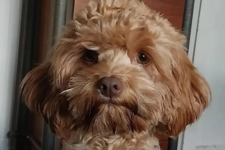 Memrabull Theodores & Cavoodles