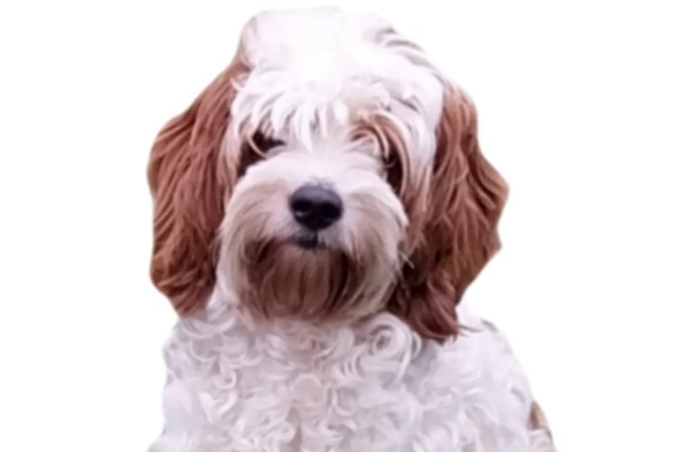 Memrabull Theodores & Cavoodles
