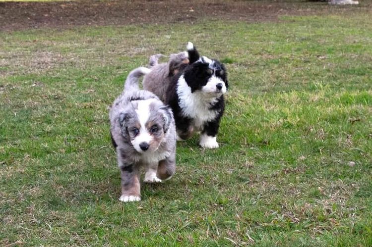 Bernedoodle Manor