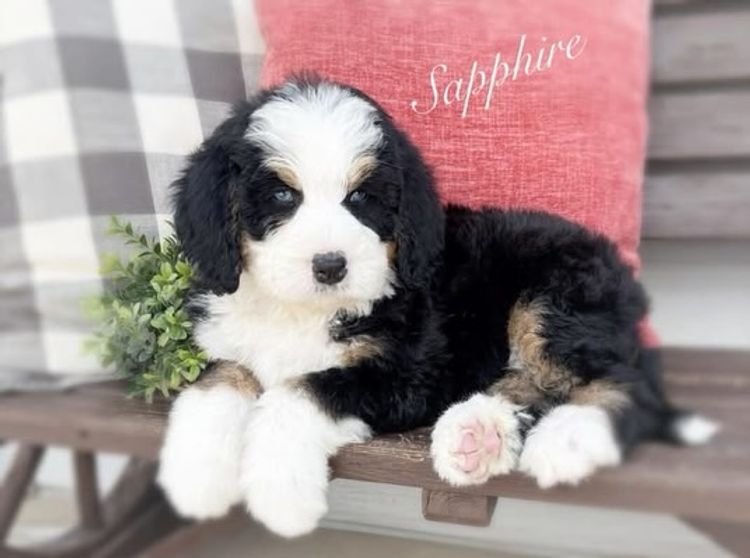 Bernedoodle Manor