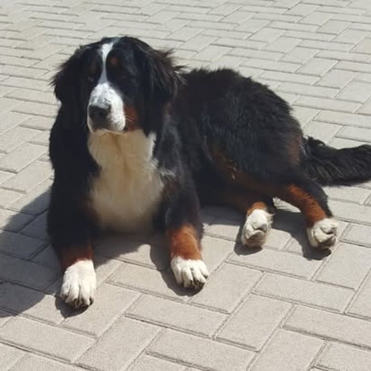 Bernedoodle Manor