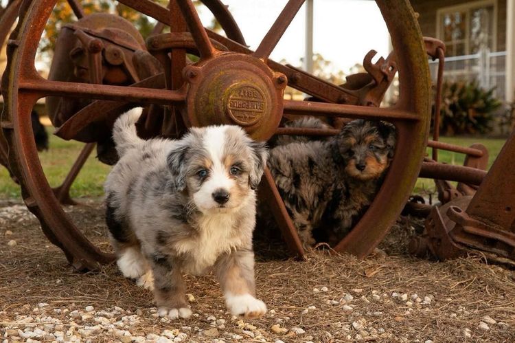 Bernedoodle Manor