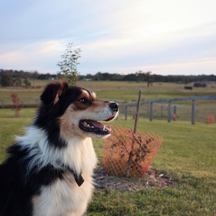 Baroona Park Border Collies