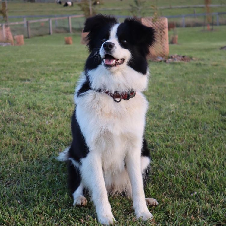 Baroona Park Border Collies