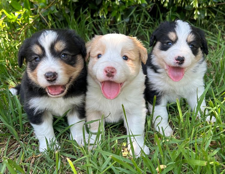 Baroona Park Border Collies