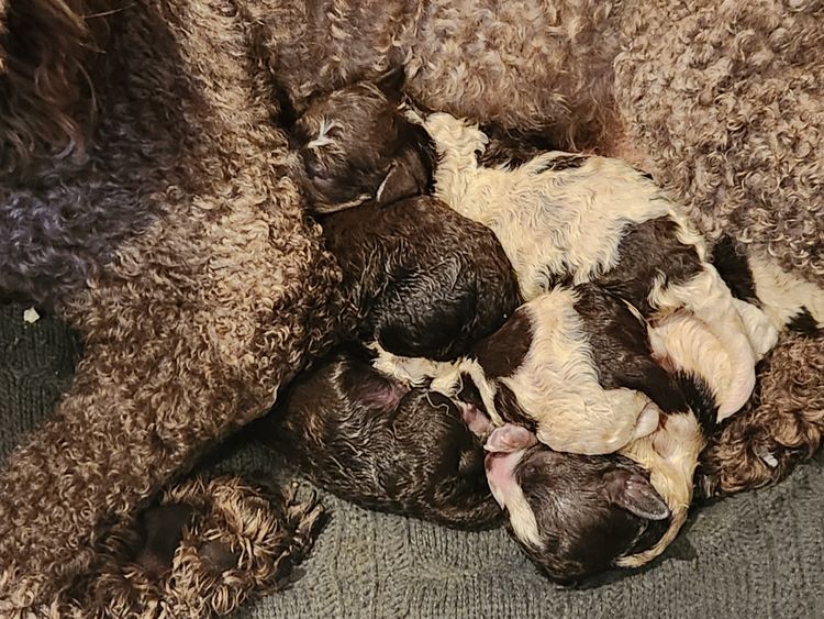 XCERRI - Lagotto Romagnolo