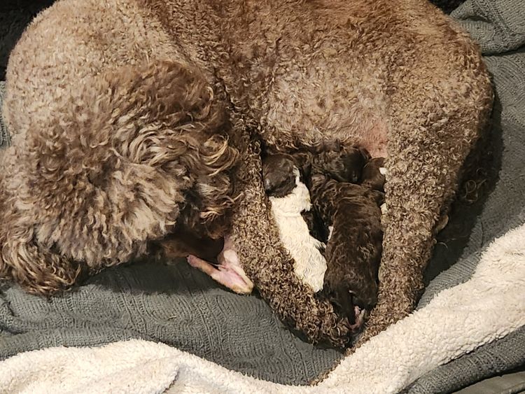 XCERRI - Lagotto Romagnolo