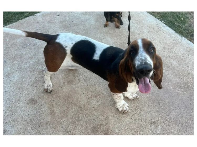 Lowanlong Hounds - Basset Hounds
