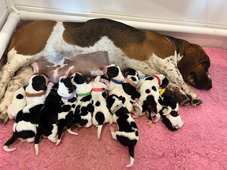 Lowanlong Hounds - Basset Hounds