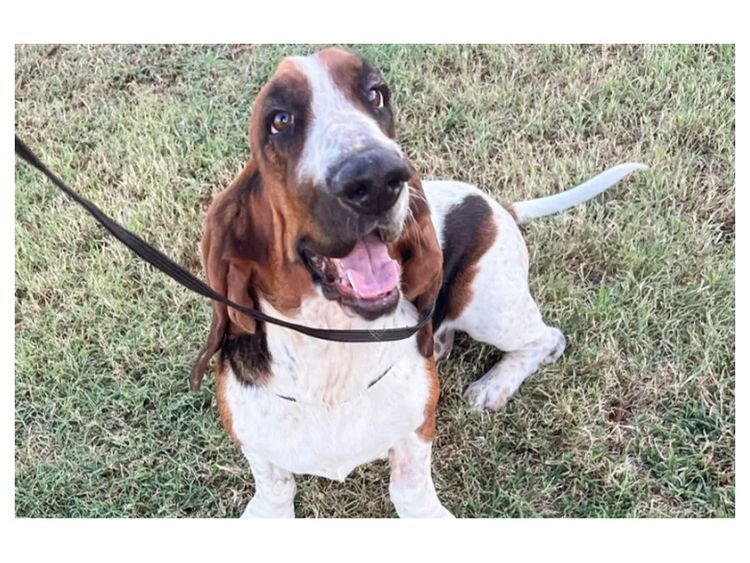 Lowanlong Hounds - Basset Hounds