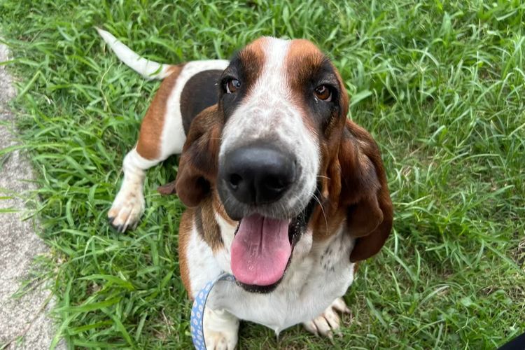 Lowanlong Hounds - Basset Hounds