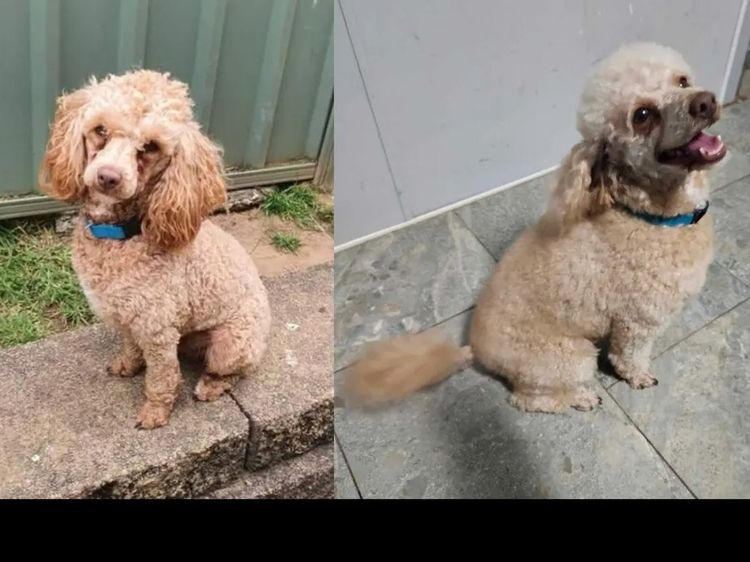 Debsperfection Toy Poodles