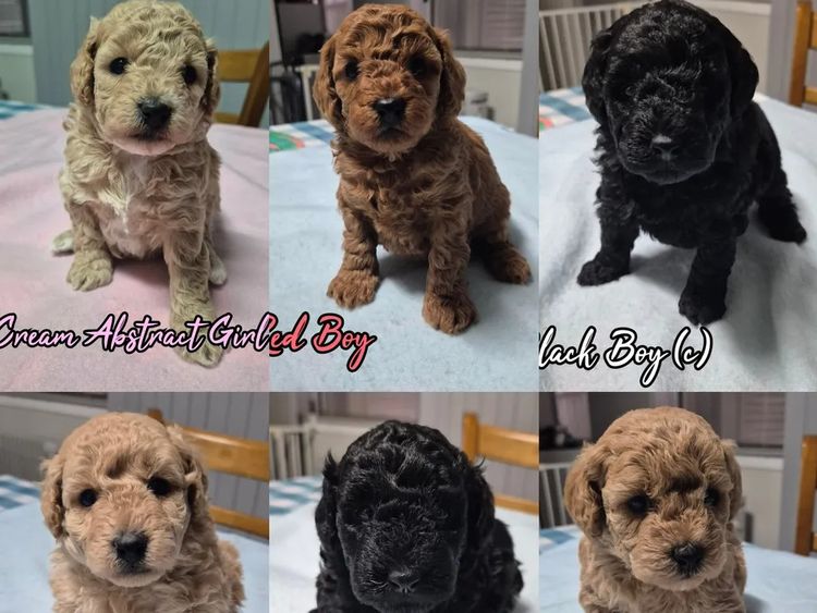 Debsperfection Toy Poodles