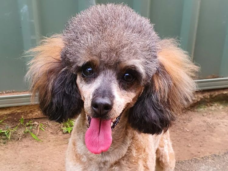 Debsperfection Toy Poodles