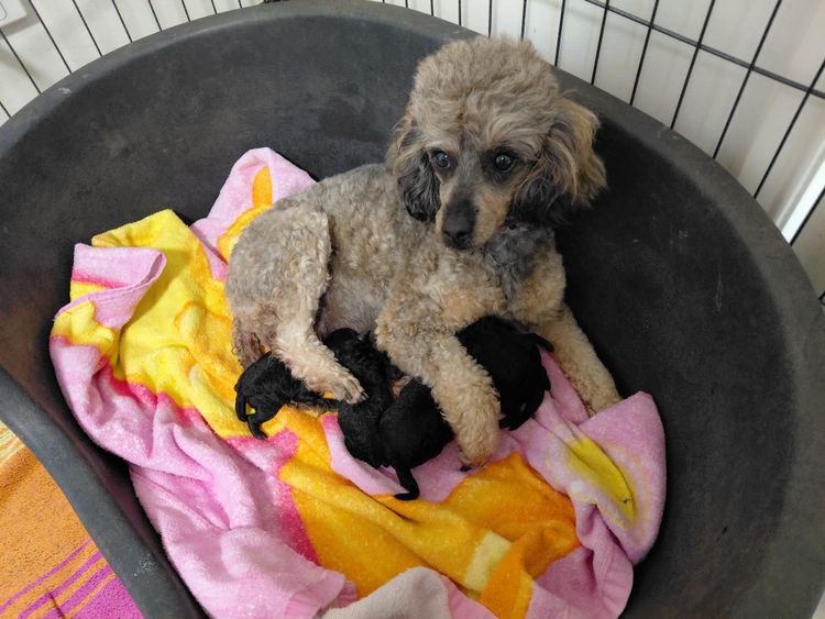 Debsperfection Toy Poodles