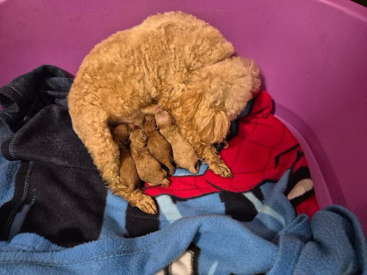 Debsperfection Toy Poodles