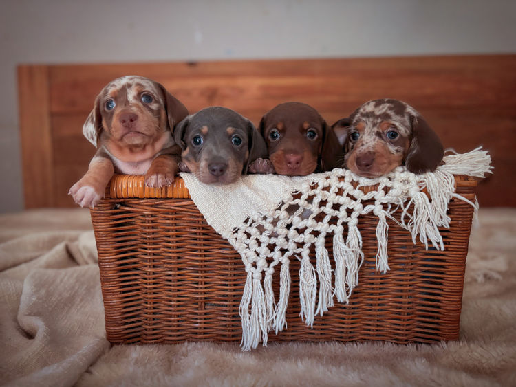 Harlequin Hounds