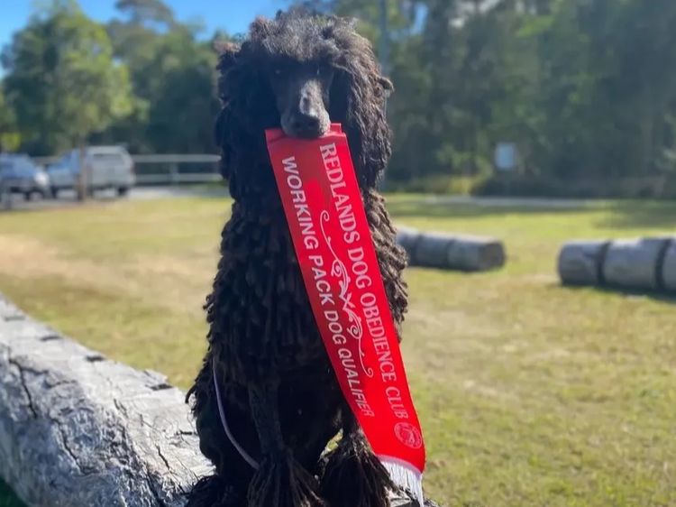 Valravn Standard Poodles