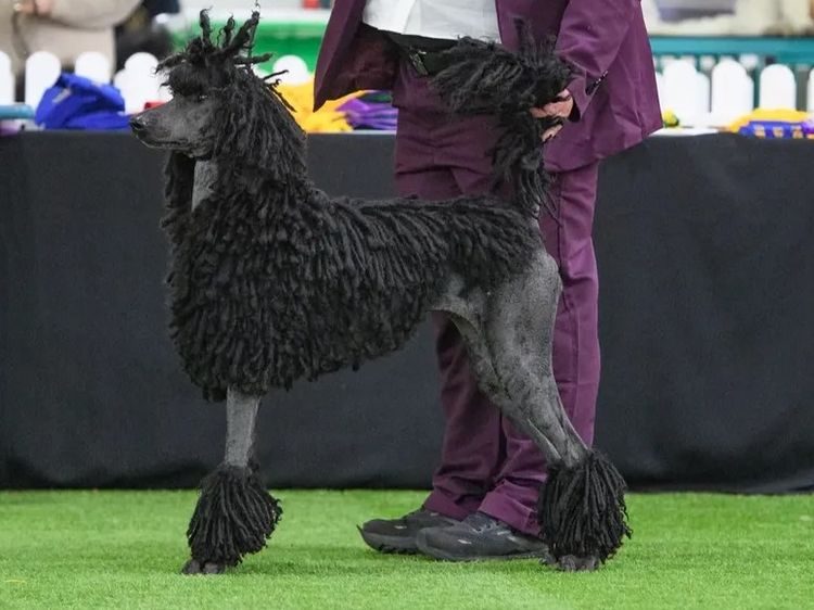 Valravn Standard Poodles