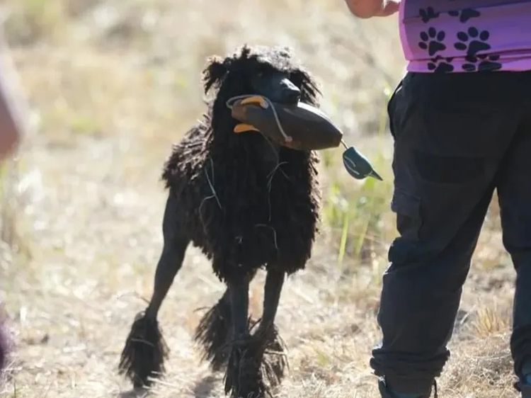 Valravn Standard Poodles