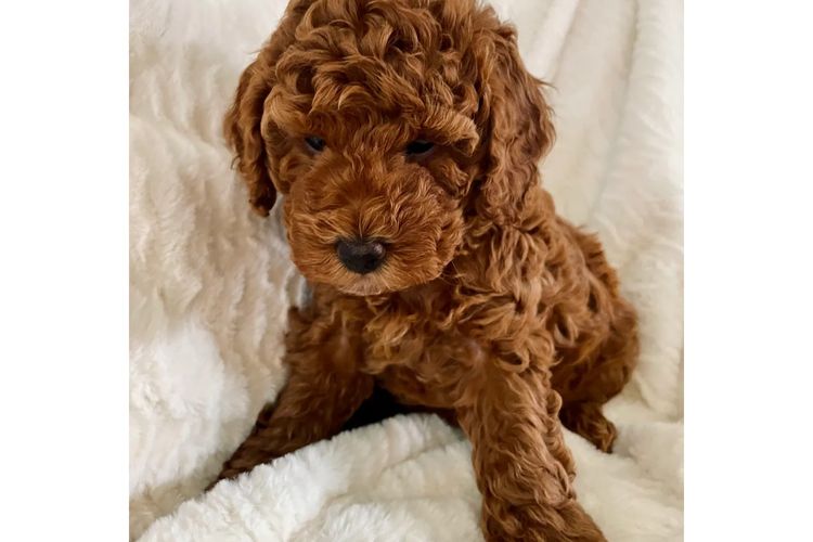 Cavoodles by Roxy