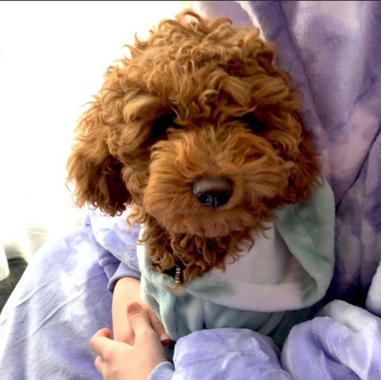 Cavoodles by Roxy