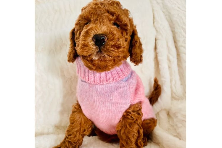 Cavoodles by Roxy