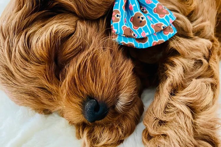 Cavoodles by Roxy