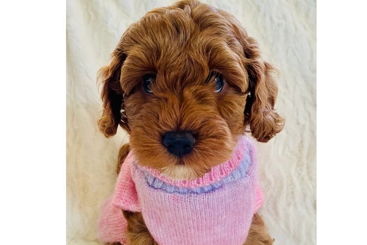 Cavoodles by Roxy