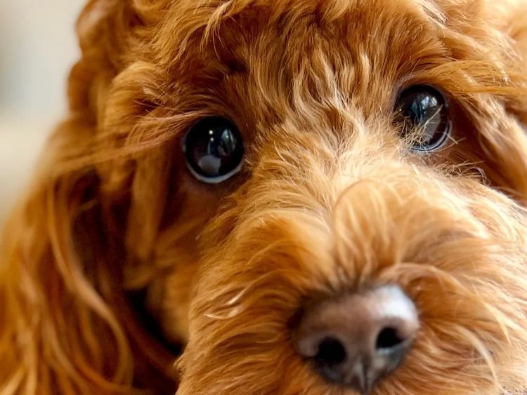 Cavoodles by Roxy