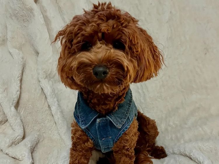 Cavoodles by Roxy